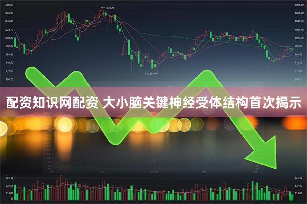 配资知识网配资 大小脑关键神经受体结构首次揭示